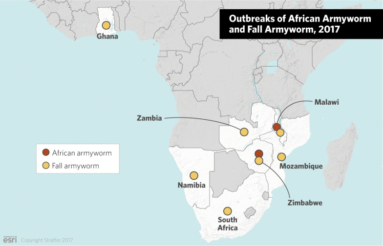 Where to Defend Against Armyworms